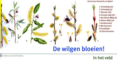 Hilde van der Stelt Afbeelding